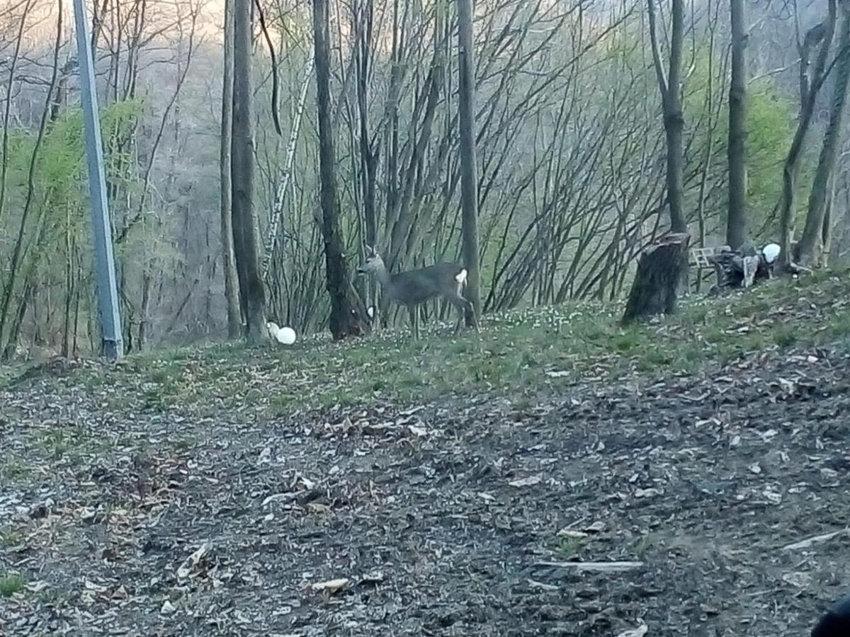 Appartamento La Casa Nel Bosco Rueglio Zewnętrze zdjęcie
